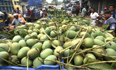Mangoes to Be Traded by Kilogram, Ending Outdated 'Dhalan' System